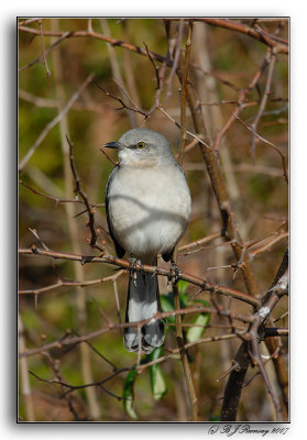 Northern Mockingbird