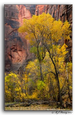 The Cottonwoods of Zion