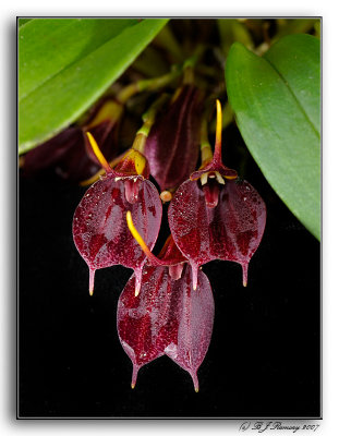 Masdevallia floribunda ssp tuerckheimii