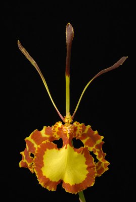 Oncidium Mendenhall Hildes