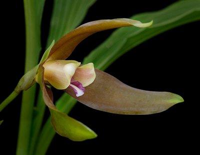 Lycaste schilleriana