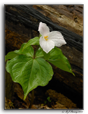 Trillium in the Rain