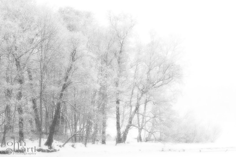 white trees
