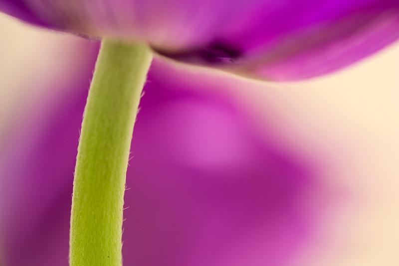 anemone