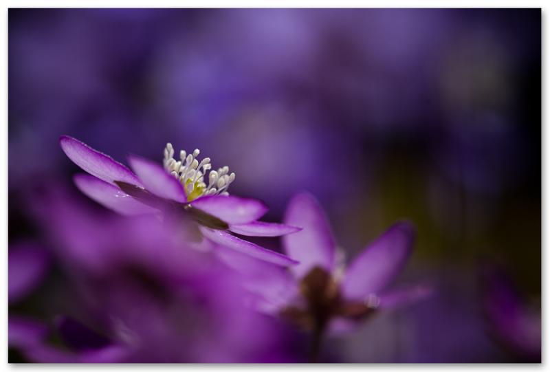 anemone