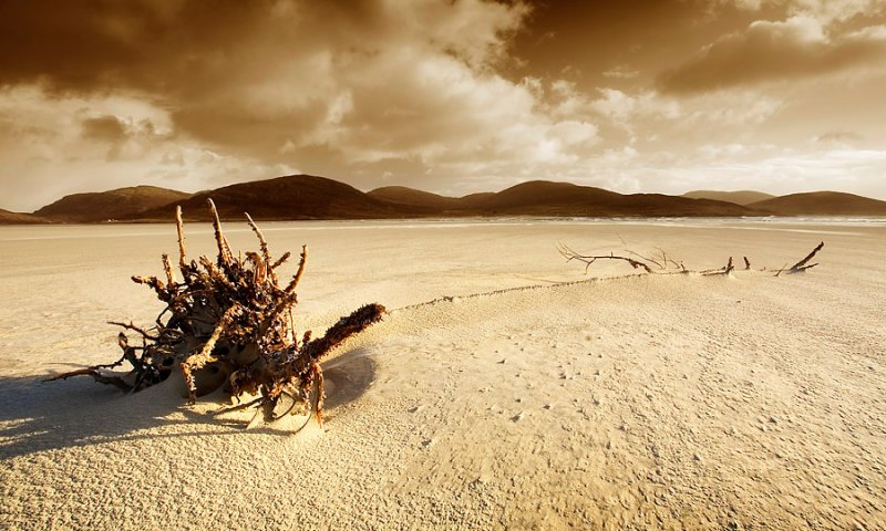 lowtide desert