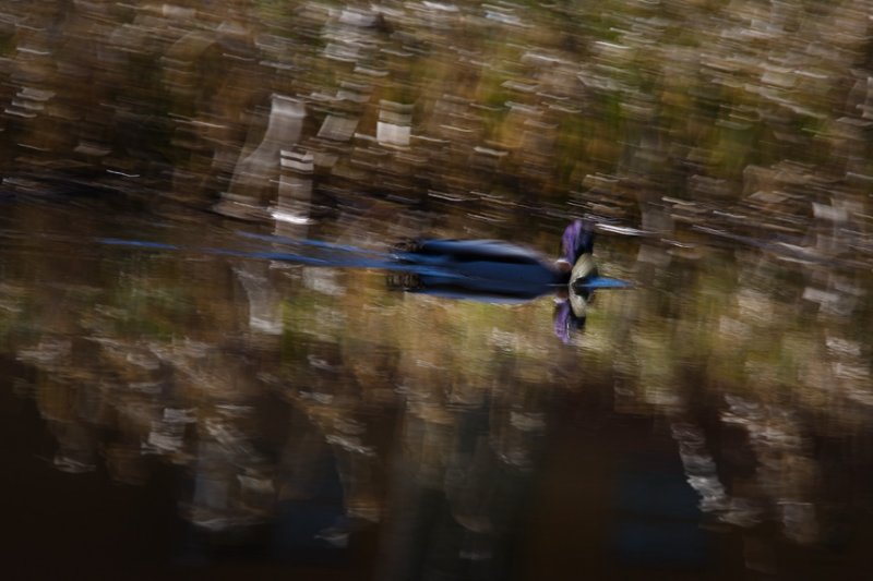 duck in pond