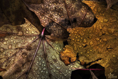 leaf and drops