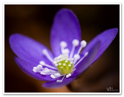 close-up anemone
