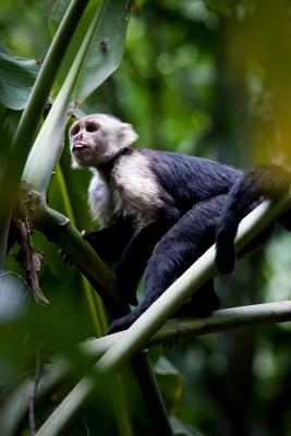 white-faced Capuchin