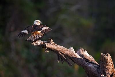 caracara