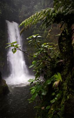 cloud forest 2