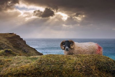 tolsta sheep colori