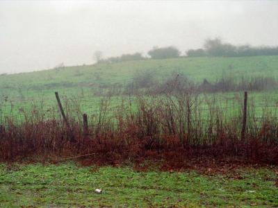 field2.jpg