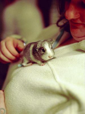 GuineaSnorter3.jpg