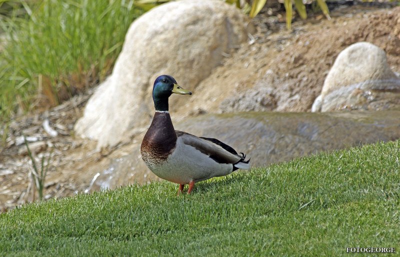 DuckFather_1820.jpg