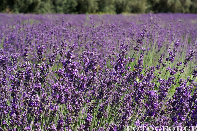 Lavender-fields0060.jpg