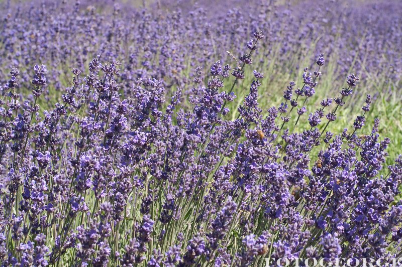 Lavender-fields0051.jpg