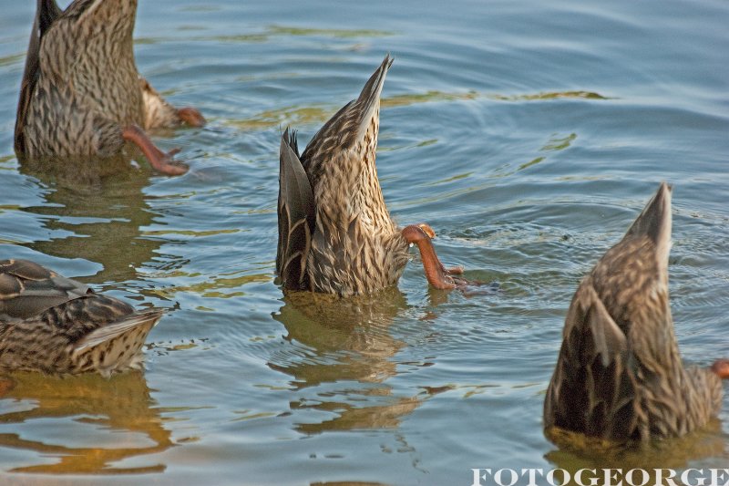 ducks-bobbin-for-algae_DSC3036.jpg