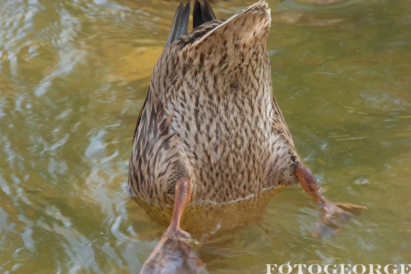 duck-bobbin-for-algae_DSC3008.jpg