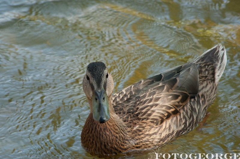 duck-mama-mallard_DSC2994.jpg