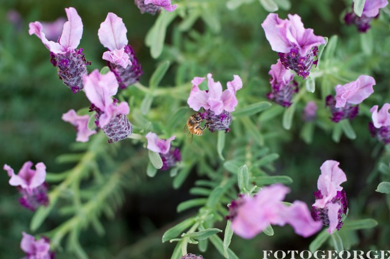 Honey-Bee-on-Spanish-Lavender_DSC04587.jpg