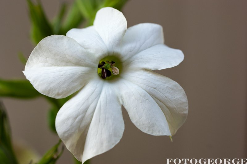 Jasmine-Tobacco_DSC4543.jpg