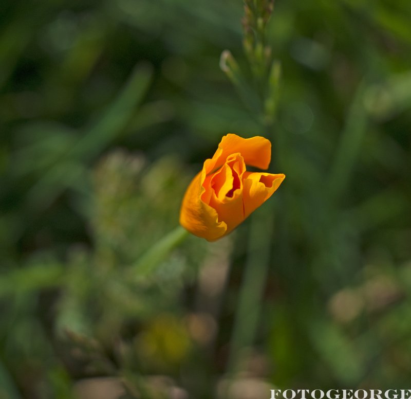 CA-poppy_DSC5205.jpg