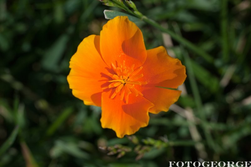 CA-poppy_DSC5234.jpg