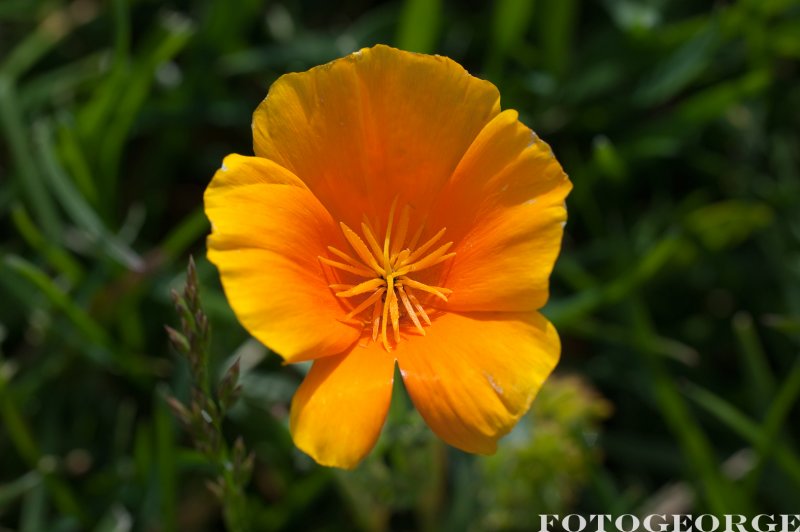 CA-poppy_DSC5282.jpg