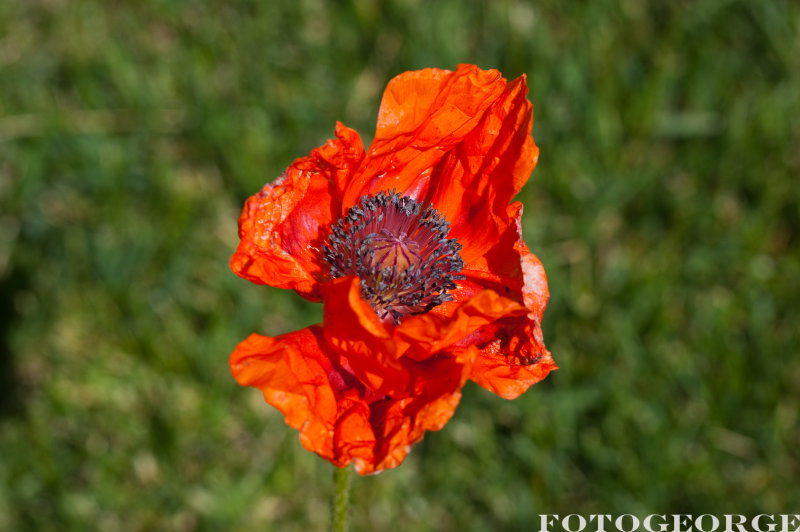 oriental-poppy_DSC5288.jpg