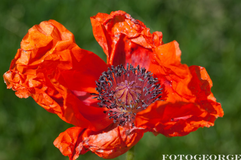 oriental-poppy_DSC5291.jpg