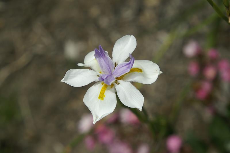 Iris0325060006.jpg