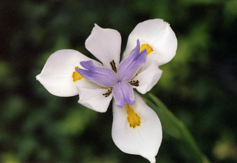 IRIS CLOSEUP