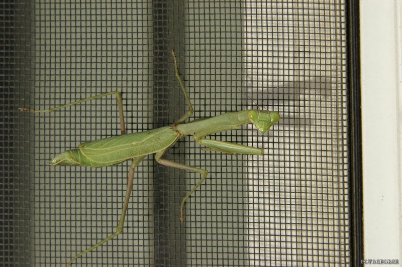 Praying-Mantis: You Lookin' at Me