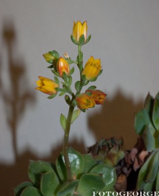 g3/71/631071/3/112608452.G4996qag.jpg