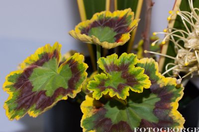 g3/71/631071/3/123718721.rmJ85vEG.jpg