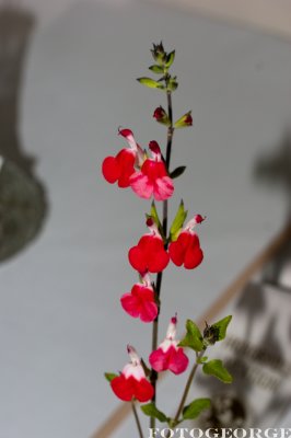 g3/71/631071/3/123718761.mNXOnaPY.jpg