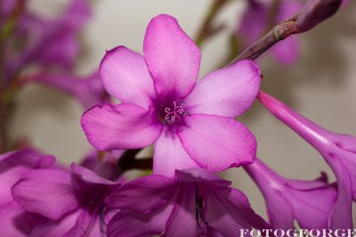g3/71/631071/3/123718779.SpD8jsQS.jpg