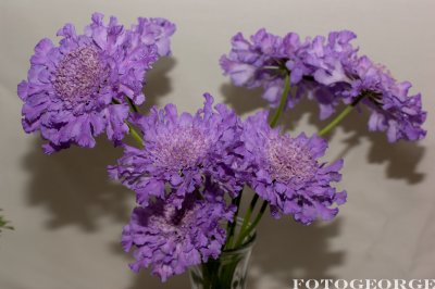 g3/71/631071/3/123718797.U300nhok.jpg