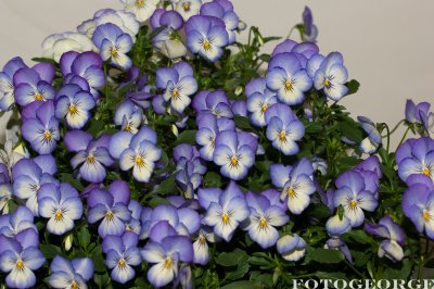 g3/71/631071/3/123718812.RC97BF21.jpg