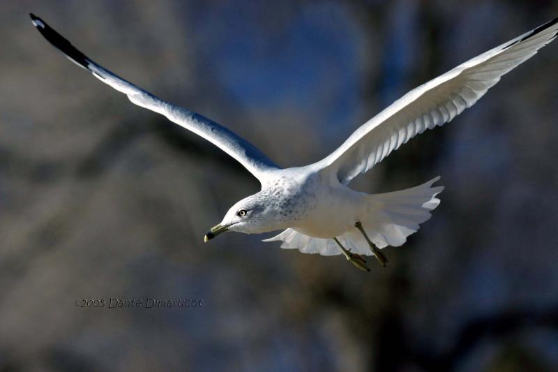 Ring-billed Gull