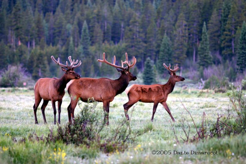 Rocky Mountain Bull Elk