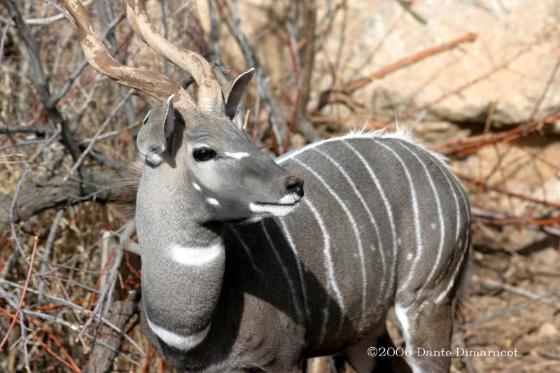 Lesser Kudu