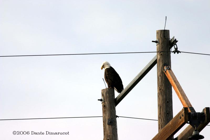 American Bald Eagle