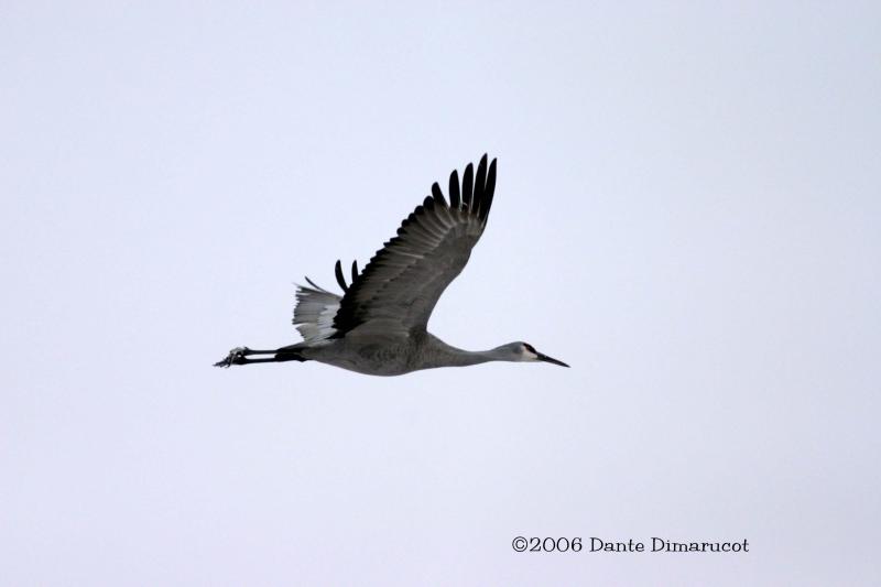 Sandhill Crane