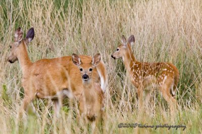 Mama White Tail with Fawns