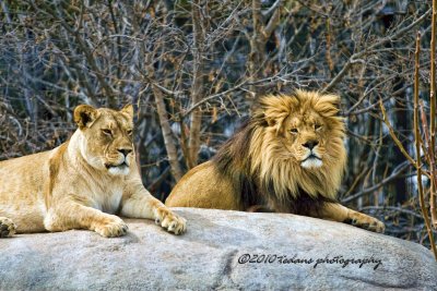 The King & Lioness