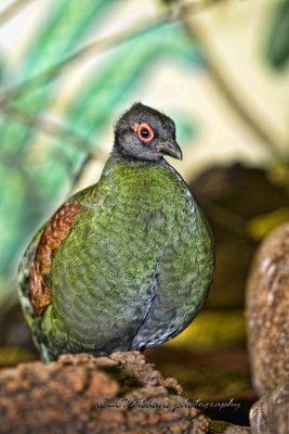 Crested Wood Partridge
