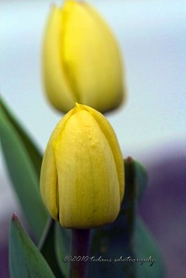 Yellow Tulip